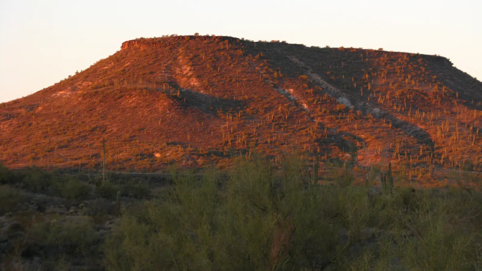 Saguaro-covered flat-topped butte glowing at sunset in New River, Arizona