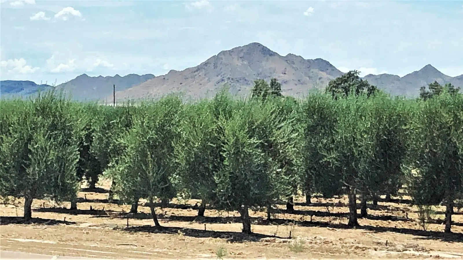 Olive grove at the Queen Creek Olive Mill with the San Tan Mountains behind, Queen Creek, Arizona