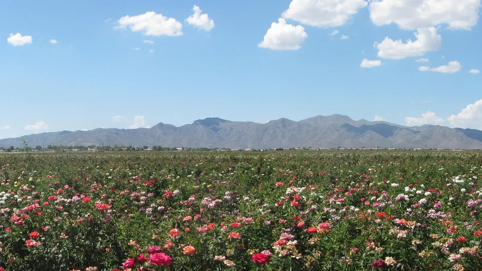 Rose fields in bloom in Waddell, Arizona, with the White Tank Mountains on the horizon